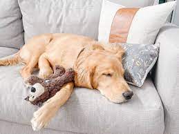 Top 5 Petite Dogs All Small-Space Owners Need To Know&nbsp;About